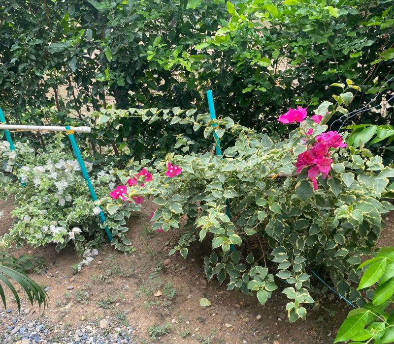 WhatsApp Image 2025-09-29 at 12.14.59 PM (4)